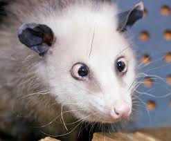 Maybe you would like to learn more about one of these? Put Out Of Her Misery Cross Eyed Opossum Heidi Is Dead Der Spiegel