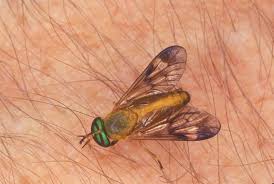 Image result for Fly Bite