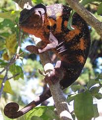 The chameleon panther (furcifer pardalis) is a saurian native of madagascar, the family of chamaeleonidae, found in reunion island under the name of put to sleep. Panther Chameleon Wikiwand