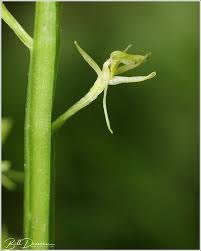 Image result for Habenaria schimperiana
