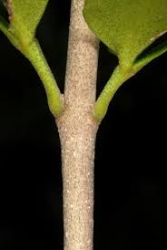 Image result for Pavetta fascifolia