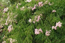 Image result for Podranea