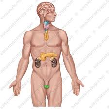 Image result for Endocrine Anatomy
