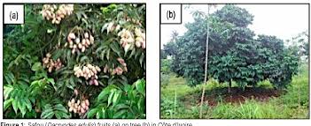 Image result for Pachylobus edulis