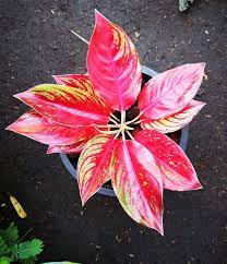 Ag Red Regency Big Leaf Plants Variegated Plants White Plants
