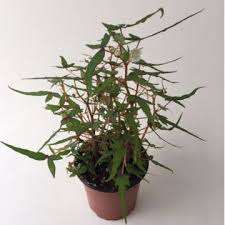 Image result for Begonia elaeagnifolia