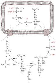 As interzice ca pensionarii sa se bage in seama. Ciclo De La Urea Etapas Enzimas Funcion Regulacion