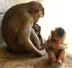 2 фразы в 2 тематиках. Zoom Erlebniswelt Niedlicher Nachwuchs Bei Den Affen Gelsenkirchen