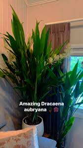 Image result for Dracaena aubryana