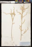 Image result for Aerva leucura