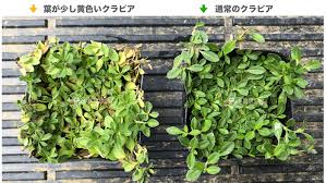 クラピア 葉っぱが黄色いのは病気 14日間で緑色に戻す簡単な方法