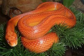 How Big Do Corn Snakes Get Size Growth Chart Pet Keen