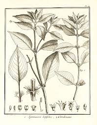 Image result for Spermacoce senensis