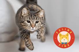 ‪What Are Cat Zoomies and Why Do Cats Get Them?‬‏