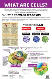 We did not find results for: Buy Charts What Are Cells Charts Educational Charts For Kids Book Online At Low Prices In India Charts What Are Cells Charts Educational Charts For Kids Reviews Ratings Amazon In