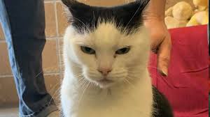 At a level that would cover the vet costs so we can immediately. World S Worst Cat Up For Adoption At North Carolina Shelter Charlotte Observer