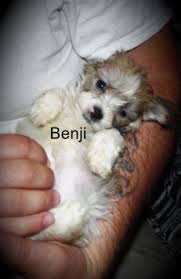 Our very first havanese puppy was a male, our precious buddy walter owen. Havanese Puppies For Sale In Jacksonville North Carolina Classified Americanlisted Com
