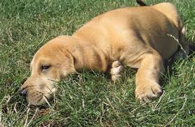 These playful, loving bullmastiff puppies will grow into a large domestic dog with a short muzzle and a solid build. Bullmastiff Bulldog Mix Drone Fest