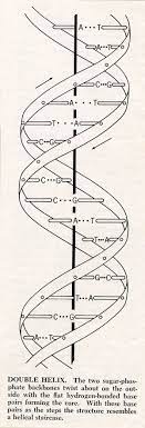 Here Is A Diagram Of Dna Which Is Much Easier To Understand Than The Model It Shows How The Base Pairs Match Up And The Twisting Dna Tattoo Dna Art