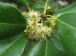 Image result for Manilkara