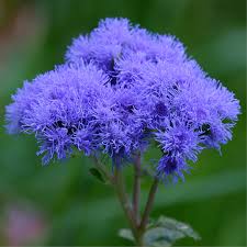 Image result for Ageratum