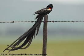 Small Birds With Long Tail Feathers Long Tailed Widowbird Euplectes Progne Hanenstaartwidavink Long Tailed Widowbird Photo Rick Jose Van Pet Birds Rare Birds Beautiful Birds