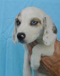 Interested in finding out more about the beagle? Pin By Mandy Bryan Brown On Wants Dog Breeds Beagle Dog Beagle Puppy