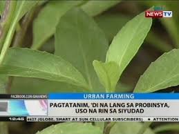 Kostenlose lieferung für viele artikel! Dina Lang Kurzbrief Dina Belenkaya Obuchenie Shahmatam Onlajn Worter Und Begriffe Falsch Gebildete Und Mehrdeutige Wortertauschworter Fremdworter Blahworter Kata Kata Horor