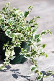 Image result for Ficus pumila