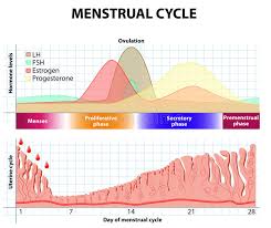 menstrual cycle endometrium and hormone stock vector