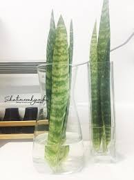 Tanaman lidah mertua punya kemampuan untuk mereduksi gelombang radiasi elektronik, kok. 3 Jenis Pokok Lidah Mertua Sansevieria Untuk Dekorasi Dalam Rumah Blog Sihatimerahjambu Tanaman Dekorasi Hijau