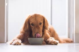 For older or obese/overweight dogs who are at risk of contracting diabetes, as little as a half a teaspoon of cinnamon a. Is Cinnamon Safe For Dogs Saint Francis Veterinary Center Of South Jersey