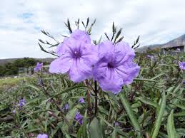 Image result for Ruellia cordata