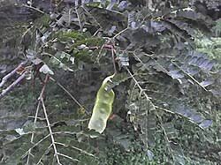 Image result for Albizia adianthifolia × gummifera