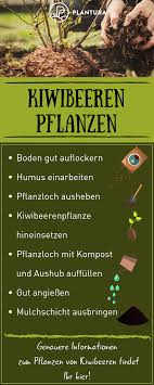 Kiwibeeren Pflanzen Experten Tipps Zum Anbau Von Mini Kiwis Die Mini Kiwi Liegt Voll Im Trend Wir Zeigen Euch Wie Man Die Kiwi Pflanzen Kiwi Pflanzen Anbau