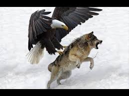 7 World 39 S Largest Eagle Attack Eagles Vs Bears Vs Fox Vs Humans Animalses Youtube Wild Animals Attack Eagles Vs Animal Attack