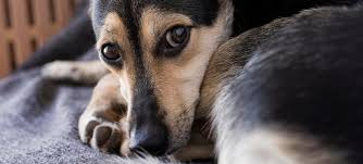 Image result for invalid dog wheelset