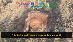 Gumushane De Aracin Carptigi Boz Ayi Oldu 2020 Boz Ayi Ayi Milli Parklar