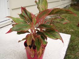 But when soil is soggy, fungal spores multiply and the fungus starts to spread 3, developing in the extremities of the roots first. Aglaonema Rescue