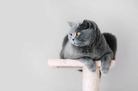 The biggest motivator for your cat will be food. First Time Cat Owner Here Are 10 Things You Need To Know Tractive