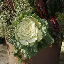 Flowers in soups and stews. What Are Ornamental Vegetable Plants Using Veggies And Herbs For Container Foliage