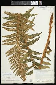 Image result for Polystichum transvaalense
