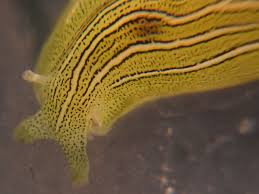 Image result for Phyllorachis