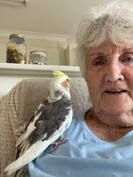 Lost white cockatiel near Toowoomba Golf Range