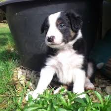 Maybe you would like to learn more about one of these? Black White With Tan Points Border Collie Puppy Lincoln Lincolnshire Pets4homes
