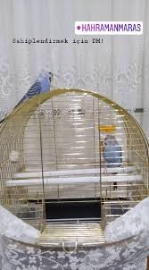 Tarim Ziraat On Twitter Kahramanmaras Onikisubat Toptan Satilik Muhabbet Kusu Ilani 21662 Https T Co Rxonqxzjx0 Https T Co Xj0tfnfflm