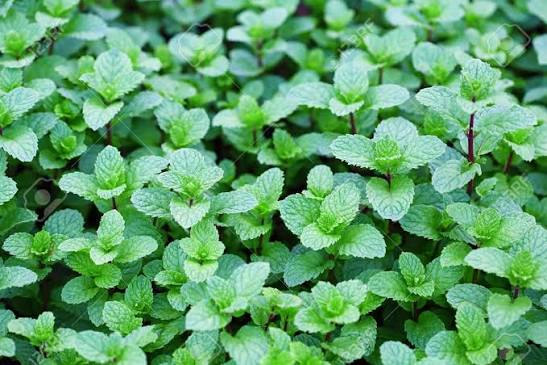 Menta