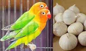 7 jamu konslet lovebird dan pakan lovebird konslet. Cara Mudah Membuat Racikan Pakan Burung Lovebird Konslet Sociawave