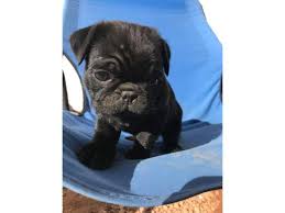 Subscribe to the get san antonio pets newsletter. 2 Months Old Black Pug Puppy For Sale In Tempe Arizona Puppies For Sale Near Me