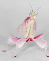 Epingle Par Kerkeni Med Sur Bugs And All Mante Religieuse Orchidee Insectes